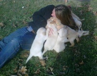 a woman laying on the ground with a group of puppies