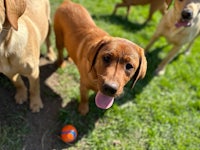 a group of dogs playing with a ball in the grass