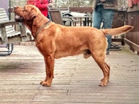 a large brown dog standing on a wooden deck