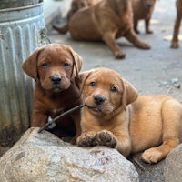 a group of brown labrador retriever puppies laying on rocks