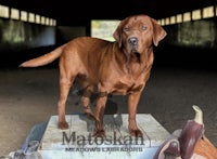 a brown dog standing on top of a piece of wood