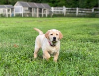 a yellow labrador retriever puppy standing in the grass