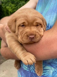 a person is holding a puppy in his arms