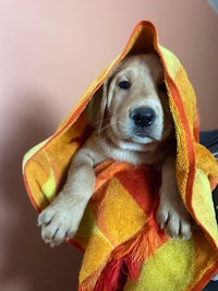 a yellow labrador puppy wrapped in a towel