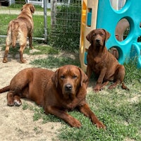 three brown dogs laying on the grass in front of a playground