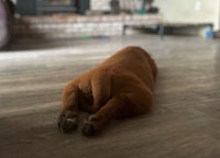 a brown dog laying on the floor in front of a fireplace