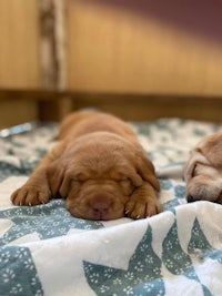 two puppies sleeping on a blanket