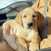 a person is holding a puppy in the back seat of a car