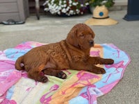 a red retriever puppy laying on a towel