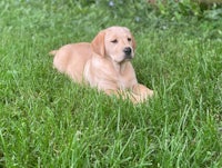 a yellow labrador puppy laying in the grass