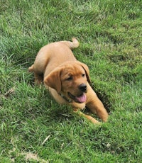 a brown labrador retriever puppy laying in the grass