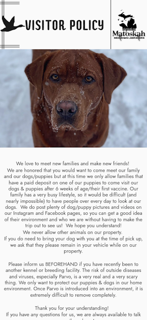 Visitor Policy - Matoskah Meadows Labradors - Professionally bred ...