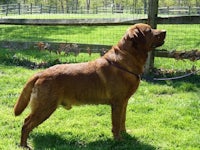 a brown dog standing in a field with a leash