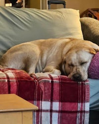 a dog sleeping on a couch in a living room