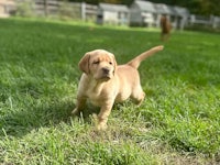 a labrador retriever puppy standing in the grass