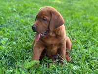 a brown puppy sitting in the grass with its tongue out