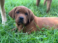 a brown puppy is laying in the grass