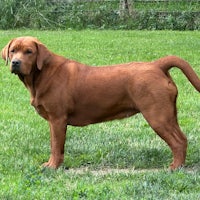 a brown dog standing in a grassy field