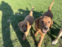 three brown labrador retrievers standing in the grass