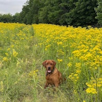 a brown dog sitting in a field of yellow flowers