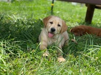 person, an adoptable labrador retriever & chihuahua mix in cleveland, oh