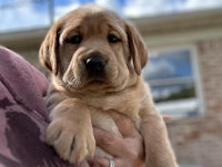 a person is holding a yellow labrador retriever puppy