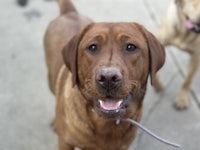 a brown dog is standing on a sidewalk