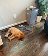 a dog sleeping on the floor next to a trash can