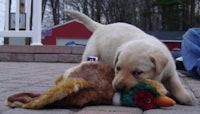 a yellow lab puppy playing with a stuffed animal