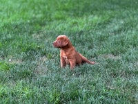 a small brown puppy sitting in the grass